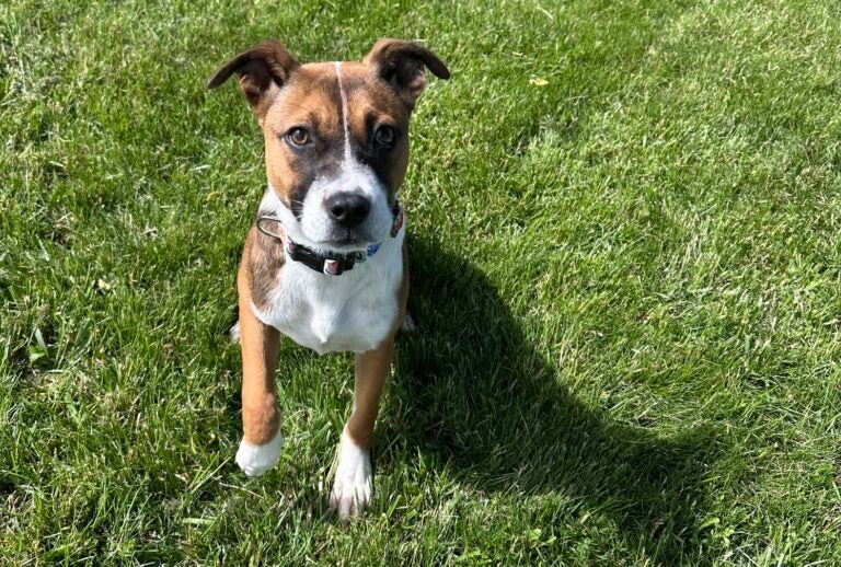 dog-animal-shelter-humane-society-atlantic-county-071625 A dog lifts their paw while sitting in the grass