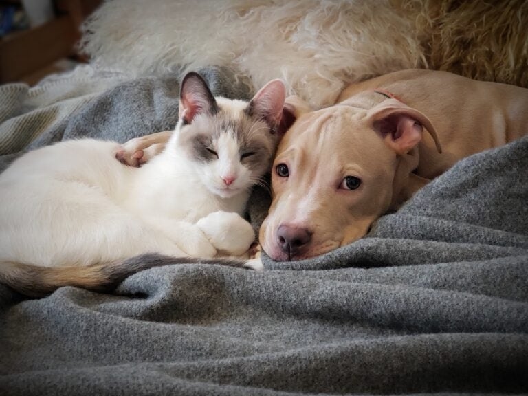 A dog and a cat lay on a bed