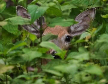 A white tail deer peers out from undergrowth