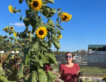 An educator looking at a sunflower