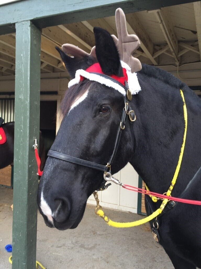 Tonka wearing a headpiece to look like antlers