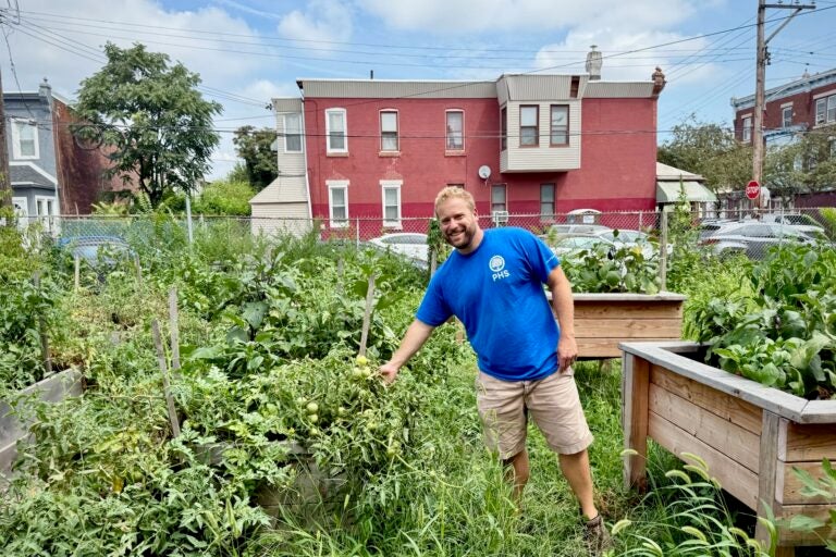 Over three years, Pennsylvania Horticultural Society has helped transform 1.2 million square feet of land, planted 400 trees, and grown 12 gardens in Nicetown-Tioga. PHS community gardens director Adam Hill says the green spaces offer shade, improve air quality and provide fresh produce, such as figs. (Zoe Read/WHYY)
