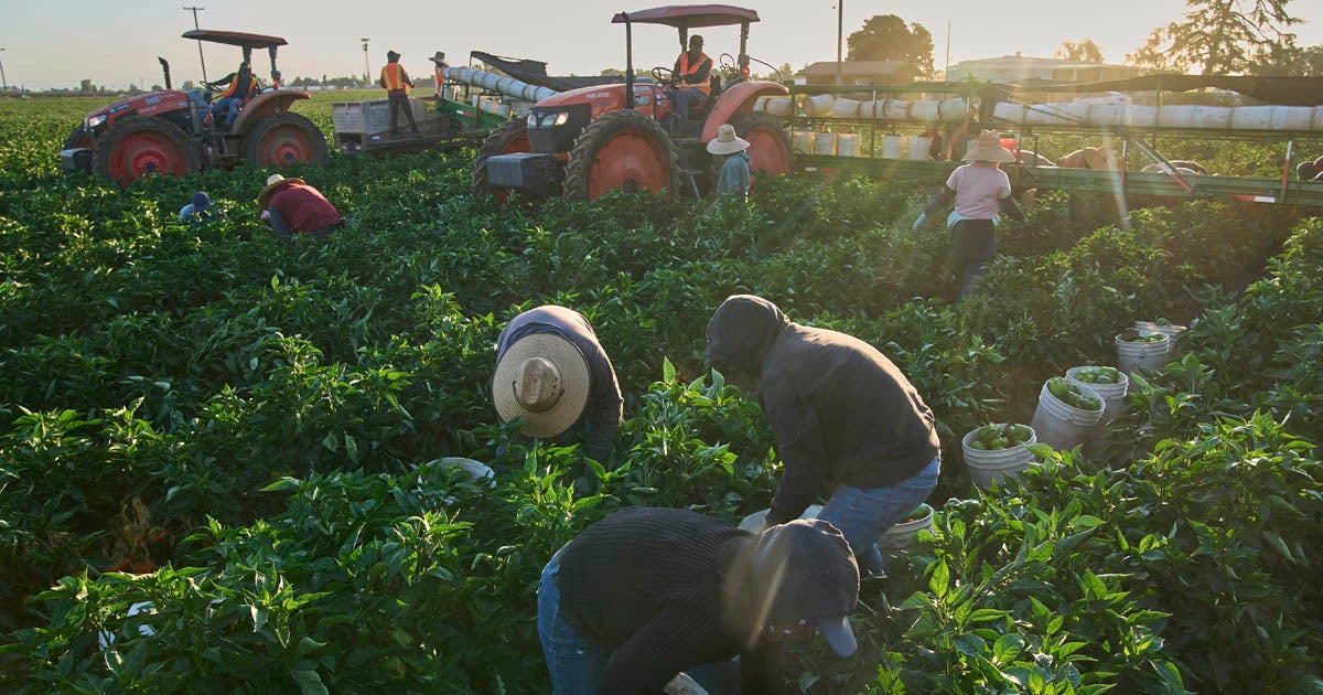 As farmworkers face longer, hotter harvest seasons, their risk of heat-related illness grows