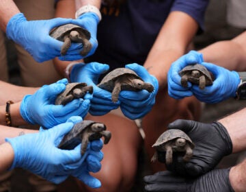 Baby tortoises are held by people wearing gloves