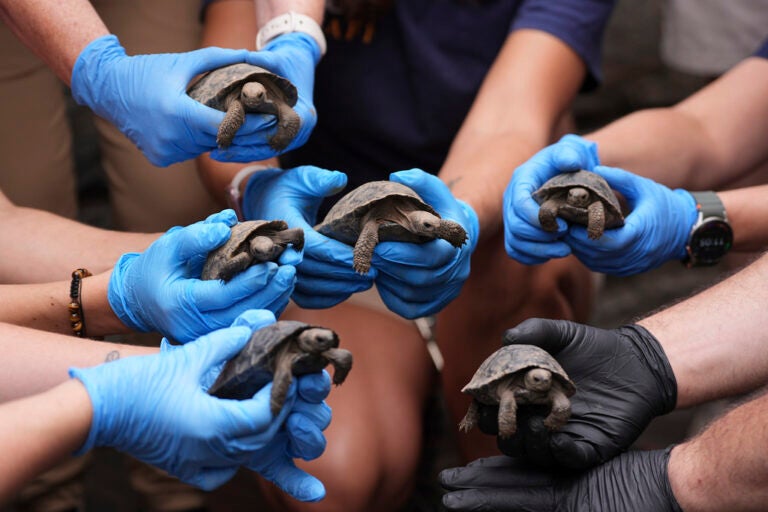 Baby tortoises are held by people wearing gloves