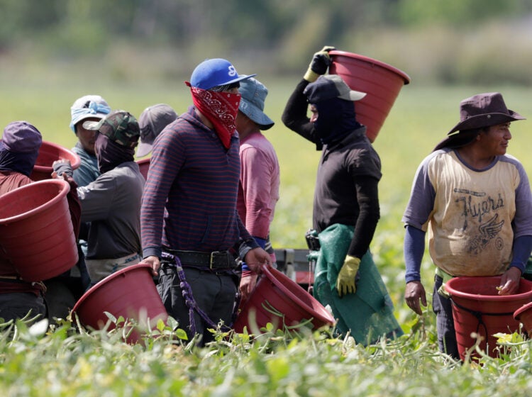 Farmworkers often have to enduring punishing temperatures while harvesting crops — and now, thanks to climate change, summers are getting even hotter and longer. Heat-related illnesses are just one of the many health risks that farmers and farmworkers face as part of their work. (AP Photo/Lynne Sladky)