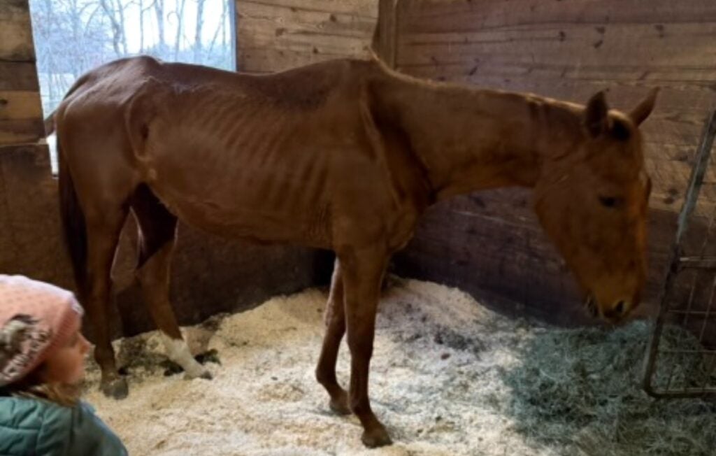 A horse inside a barn