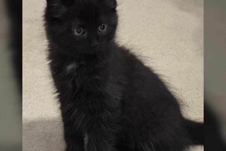 angelo-animal-alliance-080425 Angelo is a male, 12-week-old playful affectionate long-haired kitten