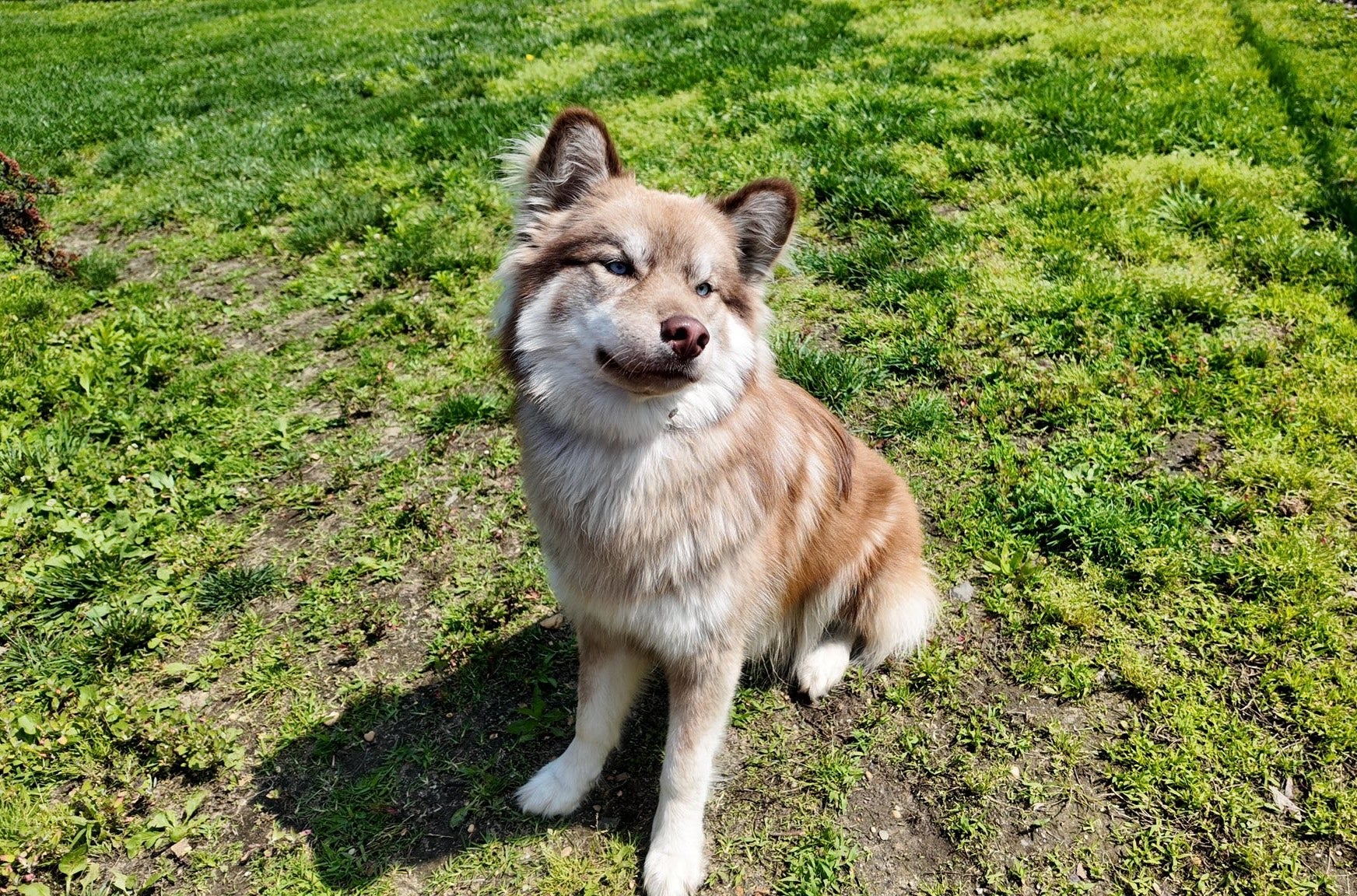 NJ dog trainer uses trauma to help abused dogs heal