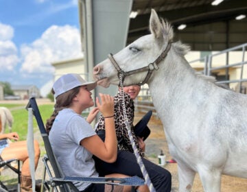 The horse Whiskey being pet by a child