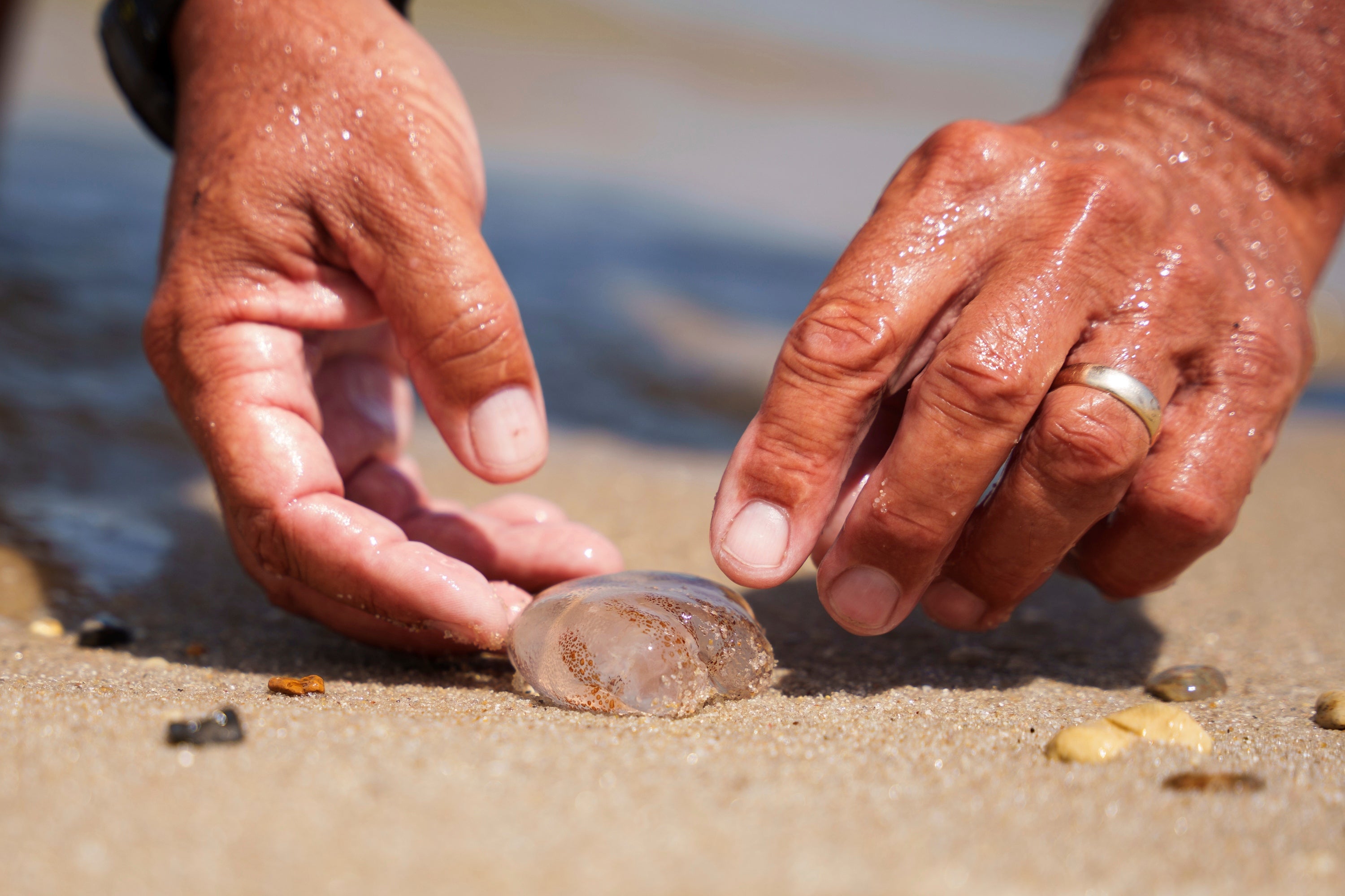 Delaware beachgoers seeing a blooming jellyfish population - WHYY