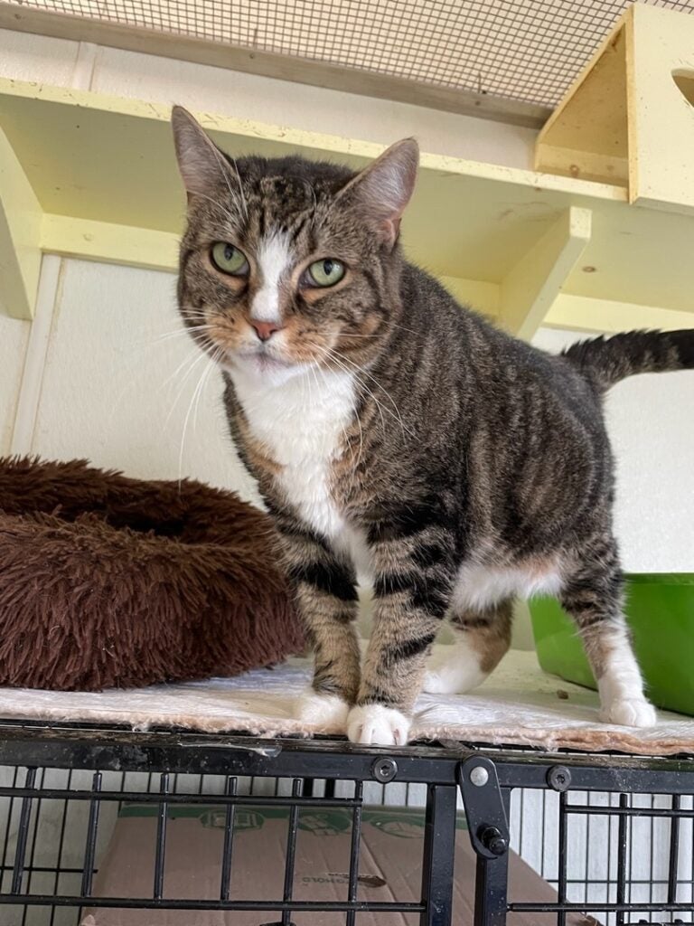 Dianna is a spunky female 3-year-old tabby