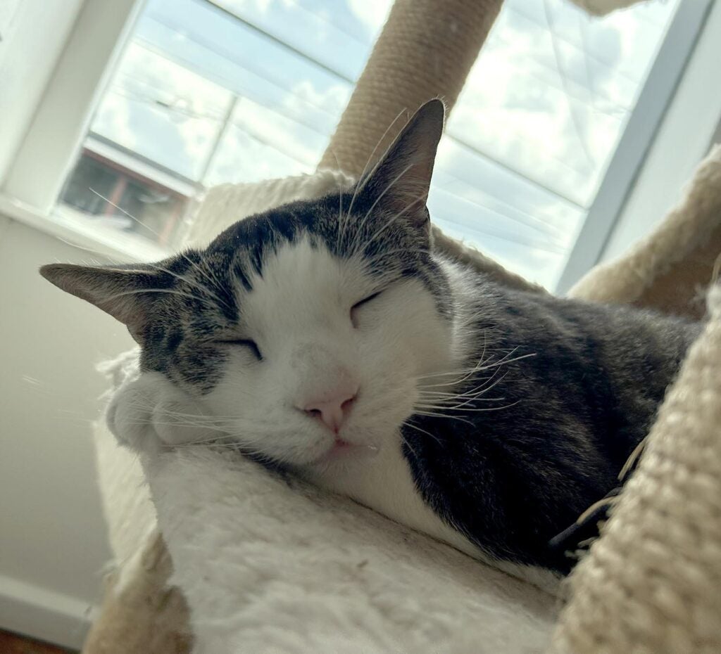 Gavin is a young male domestic short hair