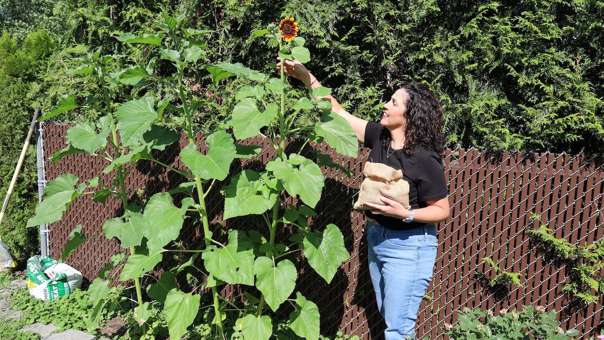 human-composting-SM-082625-03 Jayme Strasburger places sunflowers at her home