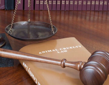 Animal cruelty and the scales of justice (Eric Harris)