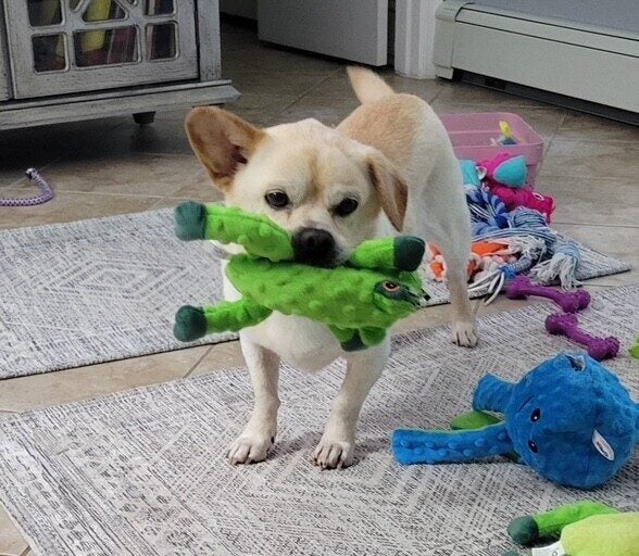 jasper-animal-alliance-080425 Jasper is a mellow 7-year-old male Puggle