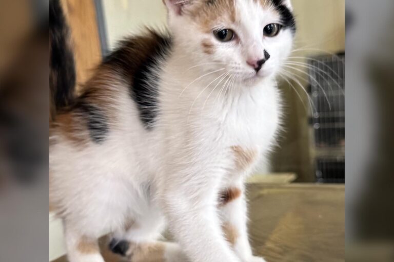 mini-animal-alliance-080425 Mini is a beautiful female her calico