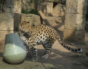 Rafferty, the zoo's new 8-year-old female leopard