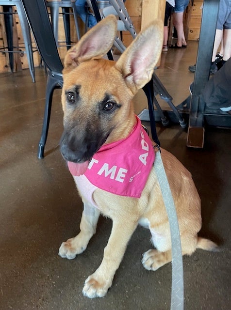 Rue, a 4-month-old female Shepard mix