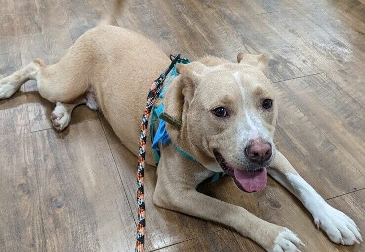 ryder-animal-alliance-080425 Ryder is a 5-year-old hound mix