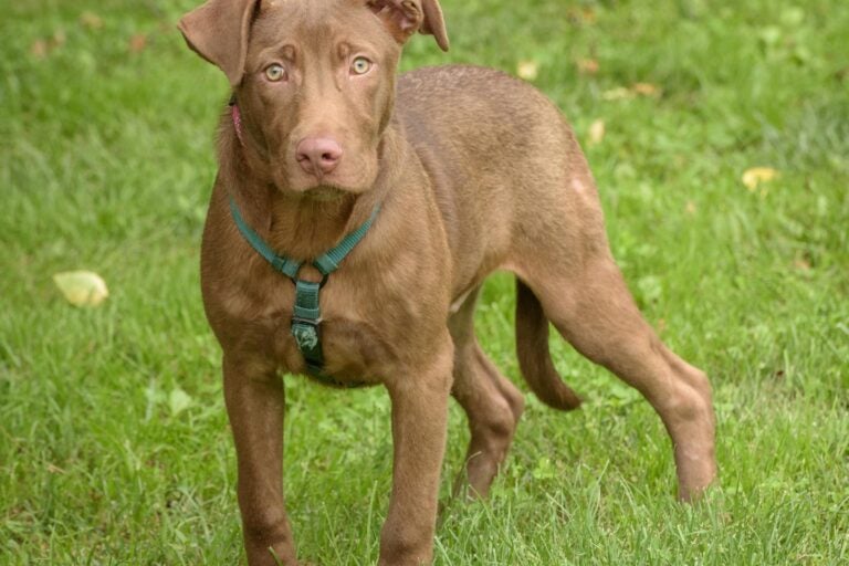 taco-animal-alliance-080425 Taco is a 7-month-old lab mix