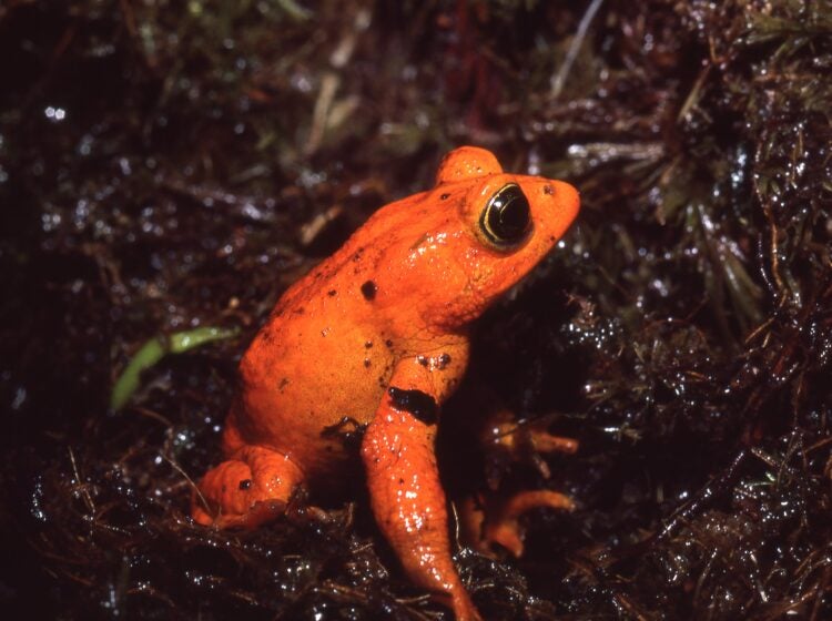 The brilliantly colored golden toad — found only in the Monteverde Cloud Forest Preserve in the Tilarán Mountains of Costa Rica — was last spotted in 1989 and then never seen again. (Martha Crump)