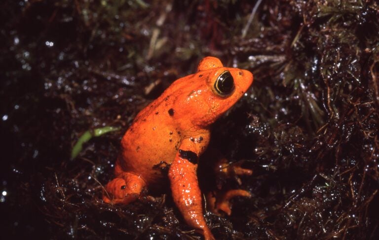 The brilliantly colored golden toad — found only in the Monteverde Cloud Forest Preserve in the Tilarán Mountains of Costa Rica — was last spotted in 1989 and then never seen again. (Martha Crump)