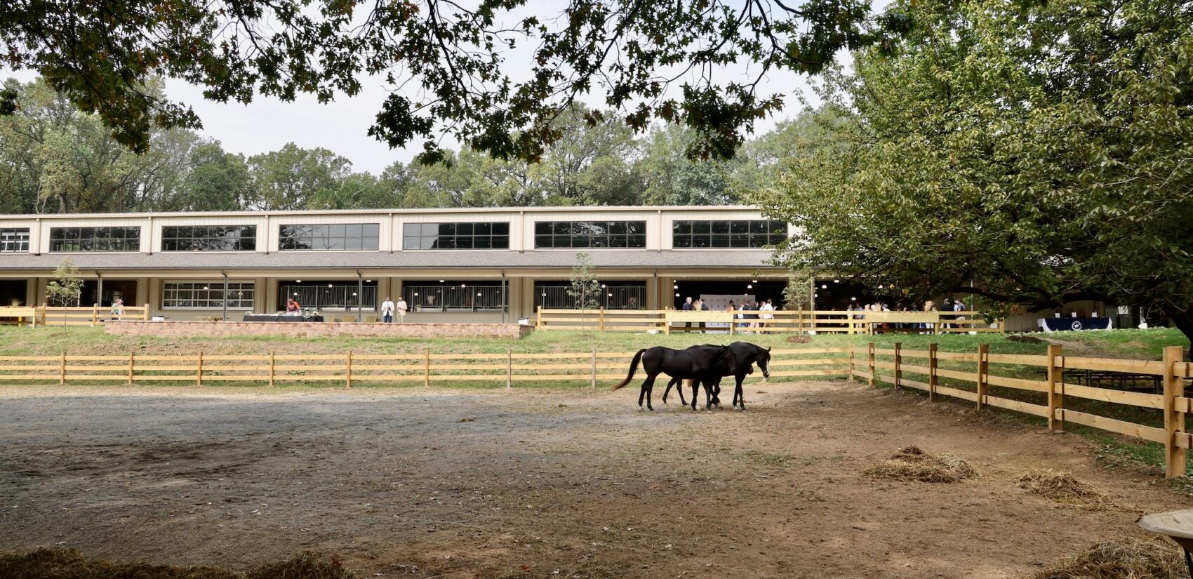 2025 09 24-e lee-philadelphia fairmount park chamounix stables-new arena with horses Horses walk in a fenced-in area