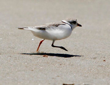 A piping plover runs across the beach