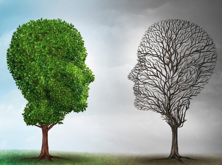 Two trees, one living and one dead facing each other