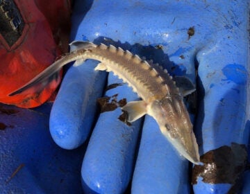 a baby Atlantic sturgeon