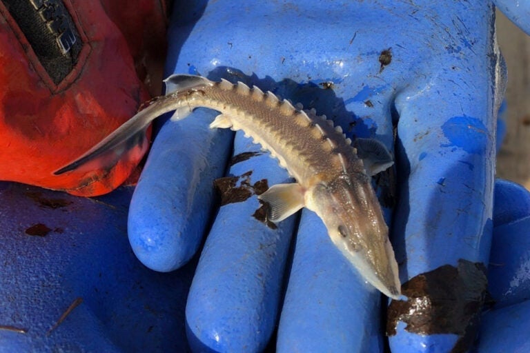 a baby Atlantic sturgeon