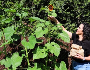 A woman uses soil remains of her mother to grow sunflowers