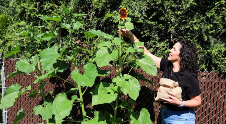 human-composting-file A woman uses soil remains of her mother to grow sunflowers