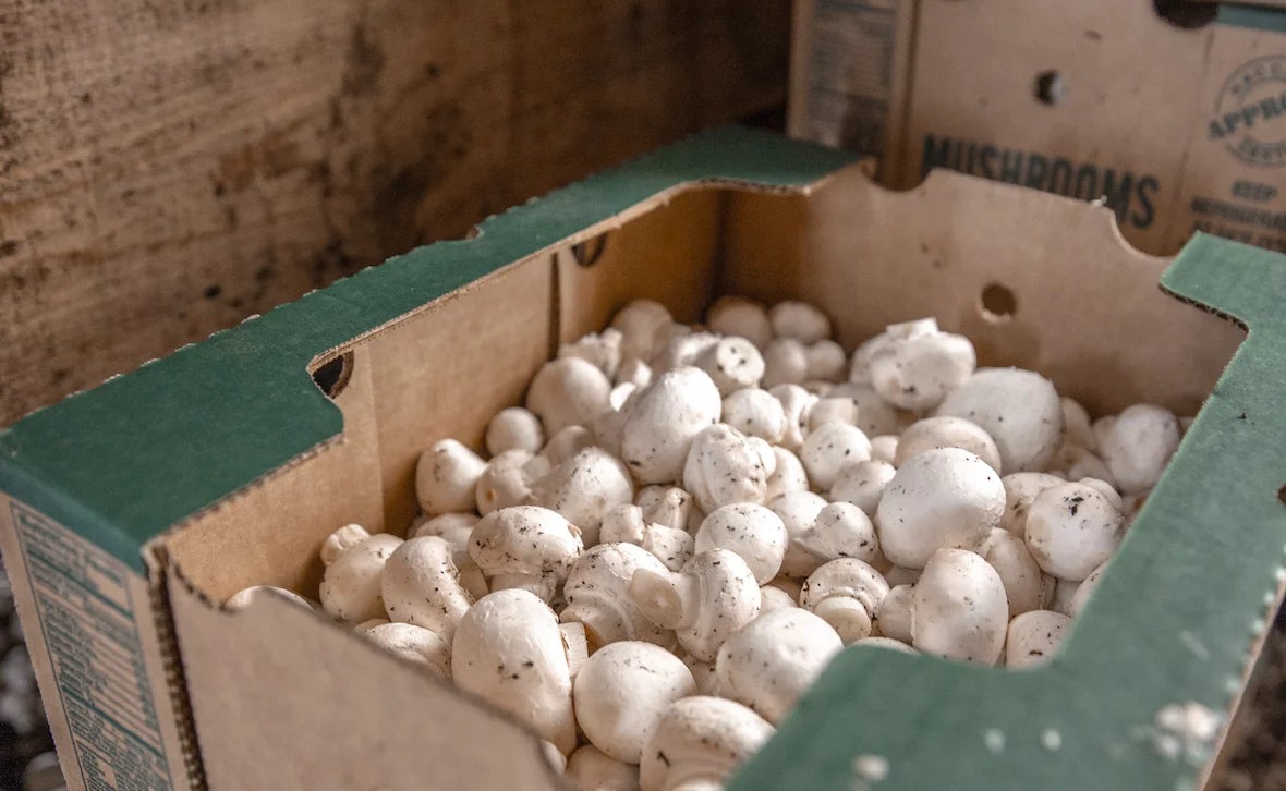 Kennett Square hosts 40th annual Mushroom Festival