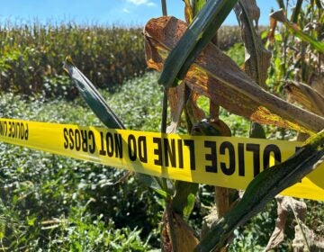 Police tape blocks a section of a cornfield