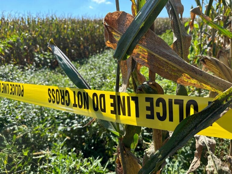 Police tape blocks a section of a cornfield