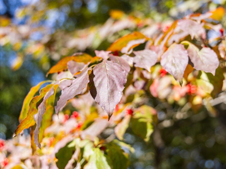 A flowering dogwood’s leaves turning in early October of 2025 at the Pennypack Ecological Trust Preserve in Montgomery County, Pa. (Kimberly Paynter/WHYY)