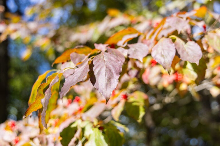 A flowering dogwood’s leaves turning in early October of 2025 at the Pennypack Ecological Trust Preserve in Montgomery County, Pa. (Kimberly Paynter/WHYY)