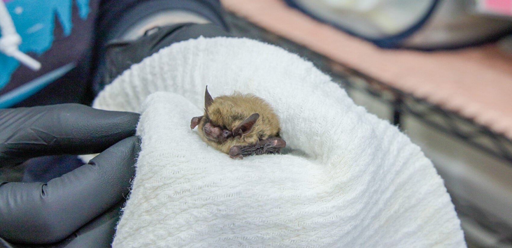 Twinkle Toes, an eastern small-footed bat, is held