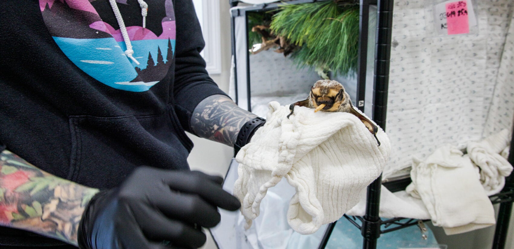 Zeus, a hoary bat, is held