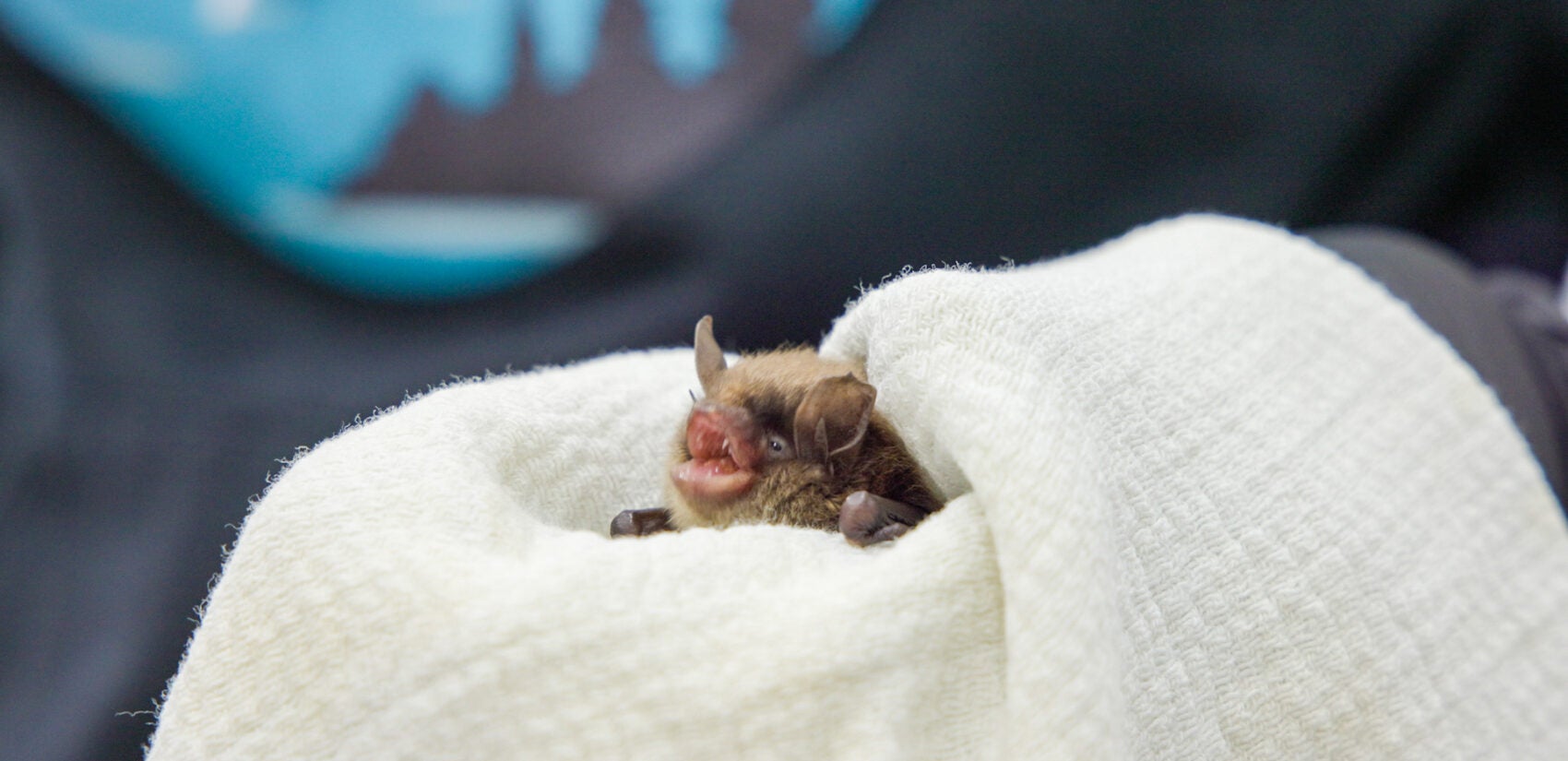 Chatterbox, a little brown bat, is held