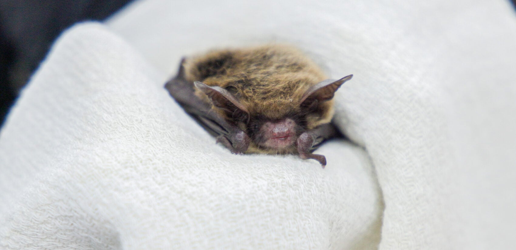 A northern long-eared bat is held at the Pennsylvania Bat Conservation and Rehabilitation