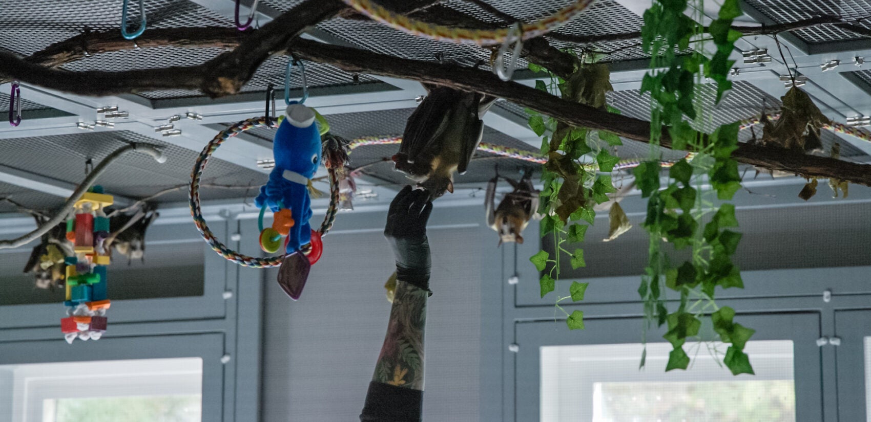 Stephanie Stronsick feeds red grapes to the African straw-colored fruit bats at the Pennsylvania Bat Conservation and Rehabilitation