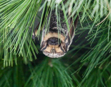 10 21 2025 k paynter unamed hoary bat pennsylvania bats A hoary bat hides in the pine inside its enclosure at the Pennsylvania Bat Conservation and Rehabilitation