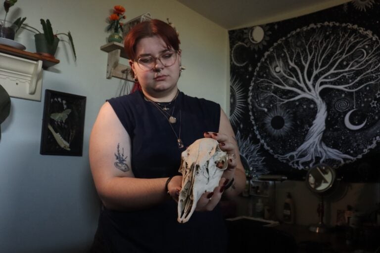 Charlee Heinz collects and cleans animal bones to use them in works of art. (Lise Peet)