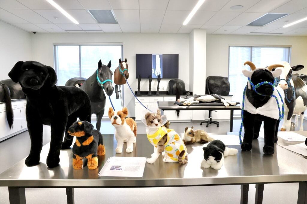 In the clinical skills lab at the Shreiber School of Veterinary Medicine, an assortment of stuffed animals sit on a table