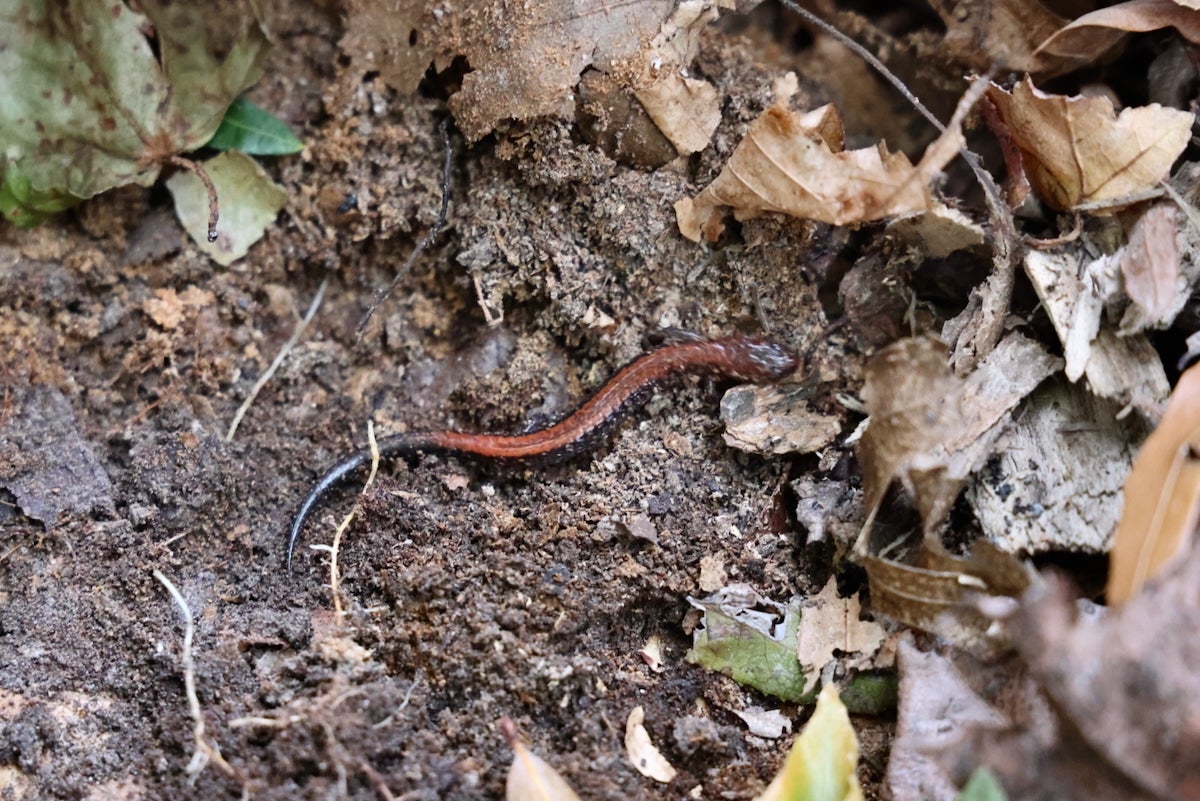 2025 10 28-e lee-croydon pa keystone elementary school-nature club salamander Salamander out in nature