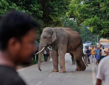 People gather to watch a wild elephant near Amchang wildlife sanctuary on the outskirts of Guwahati, Saturday, Aug. 9, 2025. (AP Photo/Anupam Nath)