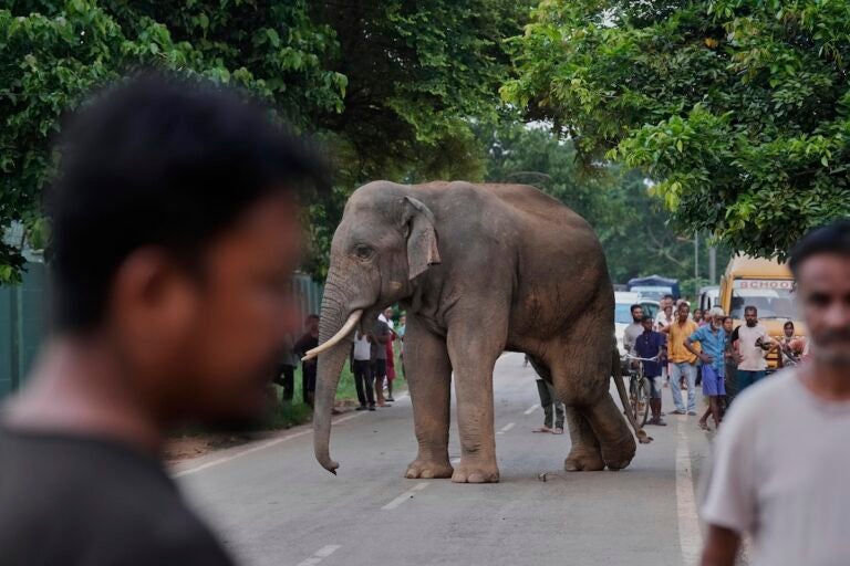 India World Elephant Day Photo Gallery People gather to watch a wild elephant near Amchang wildlife sanctuary on the outskirts of Guwahati, Saturday, Aug. 9, 2025. (AP Photo/Anupam Nath)